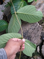 Prestonia mexicana