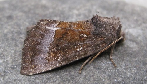 Papaipema nelita Strecker, 1898