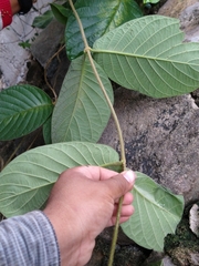 Prestonia mexicana