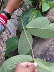 Prestonia mexicana