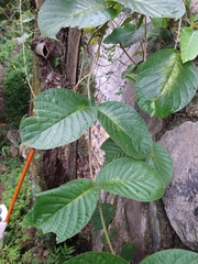 Prestonia mexicana