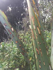 Orthoclydon praefectata