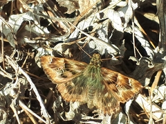 Carcharodus tripolina