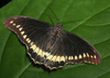 Polydamas Swallowtail - Photo (c) DZ Butterflies, some rights reserved (CC BY-NC-SA)