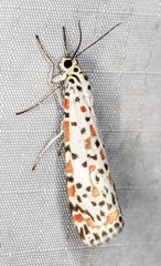 Utetheisa lotrix