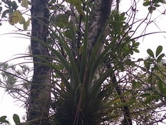 Tillandsia fasciculata