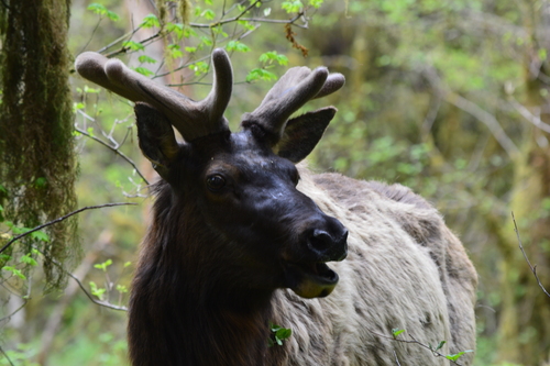 Roosevelt Elk photographed in Washington