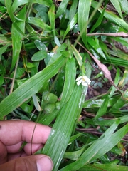Eleutherine latifolia