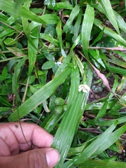 Eleutherine latifolia
