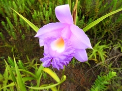 Sobralia macrantha