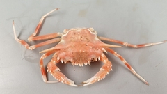 Bathynectes maravigna