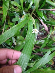 Eleutherine latifolia
