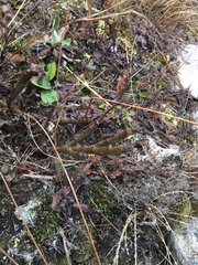 Carmichaelia crassicaulis