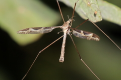Tipula repanda
