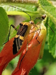 Hypselonotus lineatus