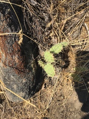 Opuntia × columbiana