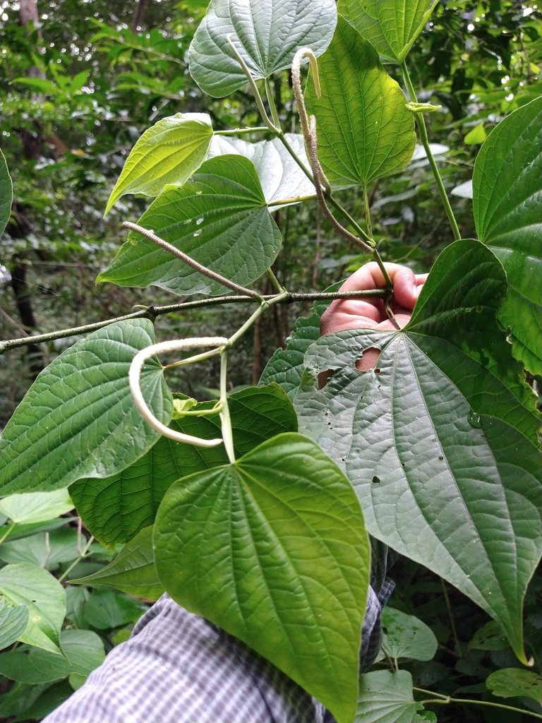Piper martensianum