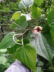 Piper martensianum