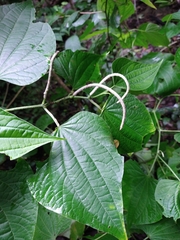 Piper martensianum