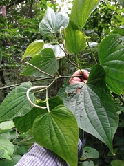 Piper martensianum