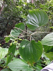 Piper martensianum