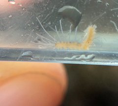 Amblyosyllis anae