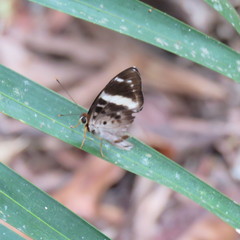 Praetaxila segecia