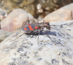 Cicindela sommeri