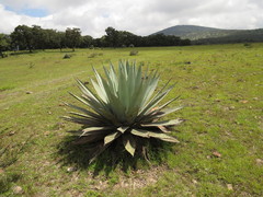 Agave applanata