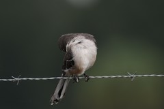 Mimus polyglottos image