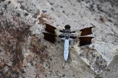 Plathemis