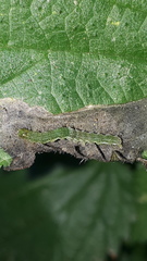 Hypena proboscidalis