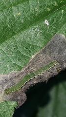 Hypena proboscidalis