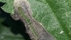 Hypena proboscidalis