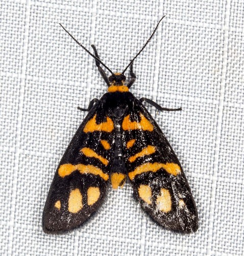 Asura zebrina (Hampson, 1914)