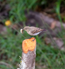Syrtidicola fluviatilis