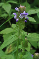 Prunella vulgaris lanceolata