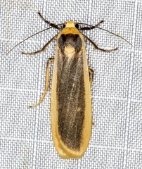 Brunia dorsalis
