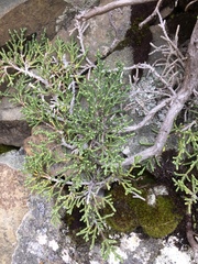 Helichrysum intermedium