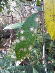Diplochorella colensoi