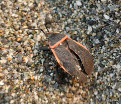 Largus cinctus