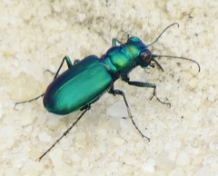 Cicindela nigrior