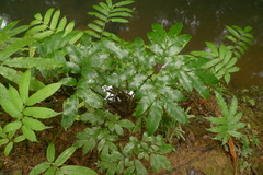 Ptisana attenuata