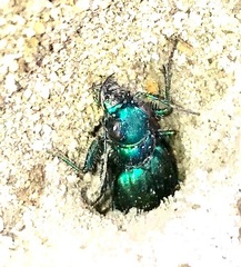 Cicindela nigrior