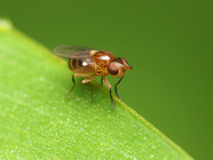 Thaumatomyia pulla