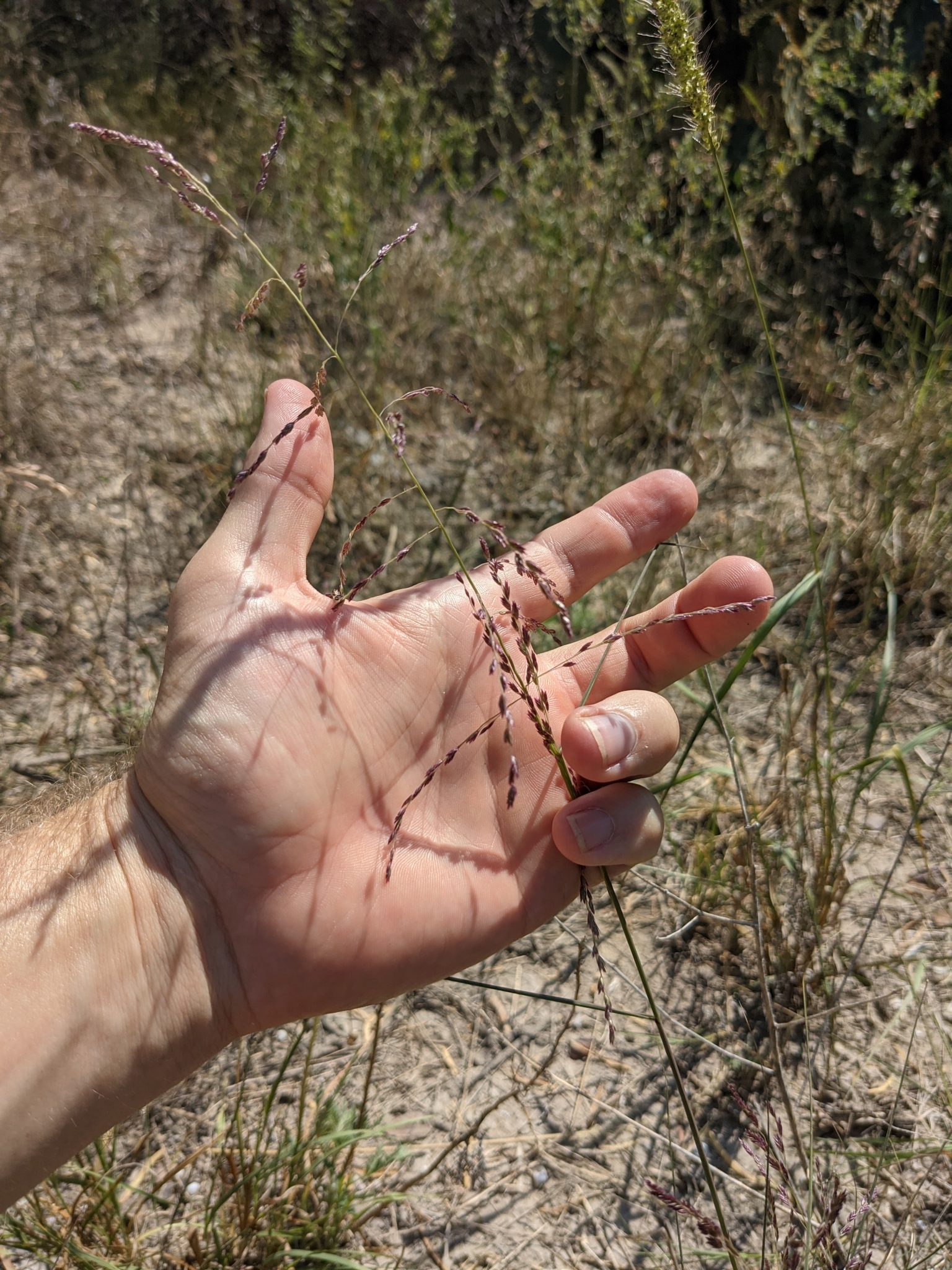 Tridens eragrostoides