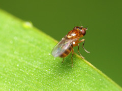 Thaumatomyia pulla