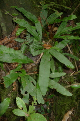 Microsorum latilobatum