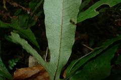 Microsorum latilobatum