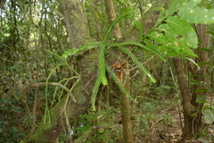 Phlegmariurus carinatus